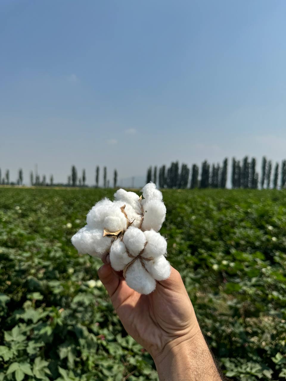 پارس کشت؛ تجربه‌ای ۴۰ ساله در خدمت کشاورزی پایدار ایران